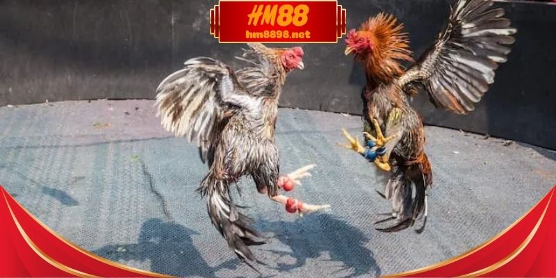 Cách chơi đá gà cựa sắt hiệu quả cho hội viên mới