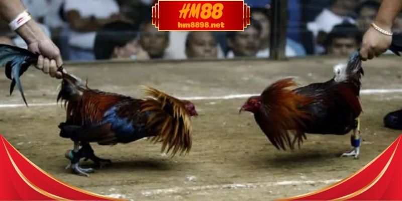 Đá gà cựa sắt là gì và luật thi đấu cơ bản