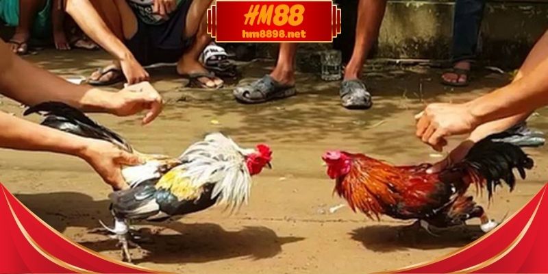 Đá gà cựa sắt trực tuyến mang lại điều gì cho hội viên