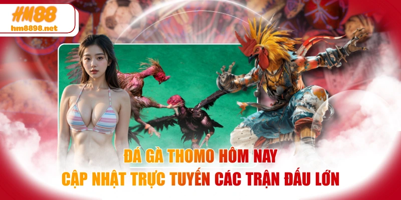 Đá Gà Thomo Hôm Nay | Cập Nhật Trực Tuyến Các Trận Đấu Lớn