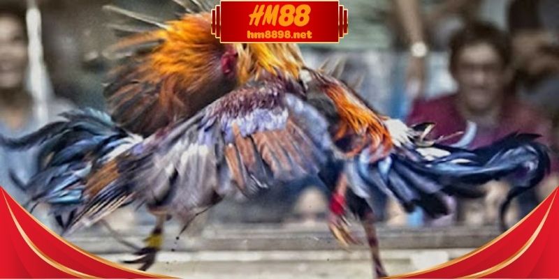 Đá gà thomo hôm nay và nhịp đấu thực tế