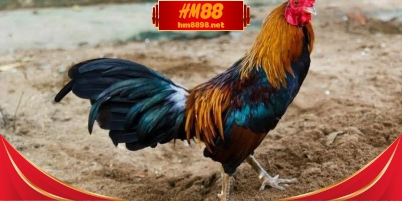 Giá trị thực tế từ đá gà thomo hôm nay