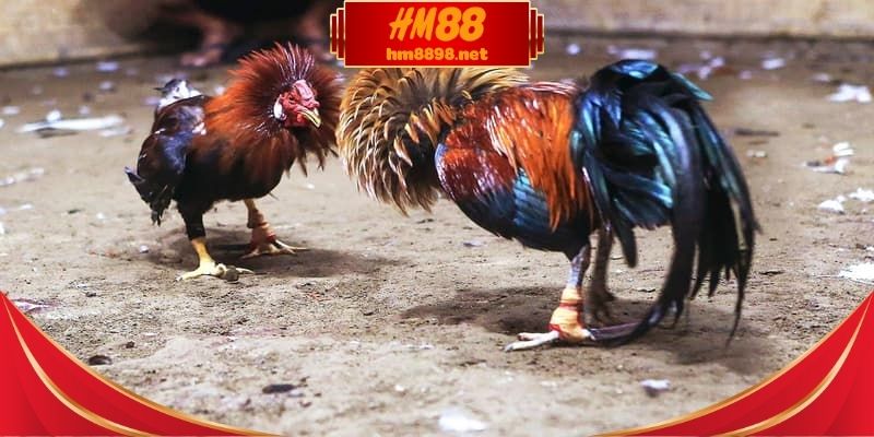 Hướng tiếp cận đá gà thomo hôm nay theo từng bước