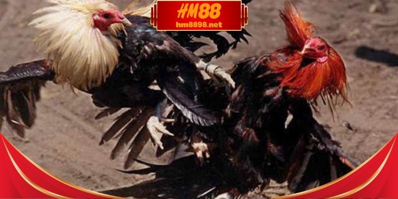 Khi xem đá gà trực tiếp cần lưu ý điều gì