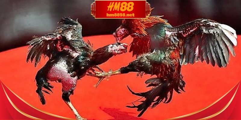 Lý do xem đá gà trực tiếp thu hút đông đảo hội viên