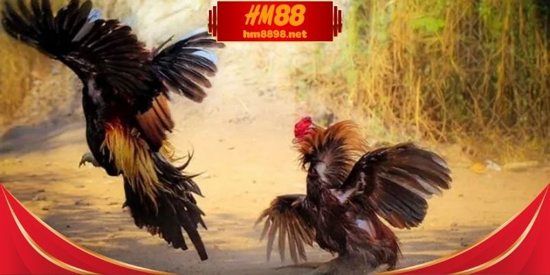 Xem đá gà trực tiếp dưới góc nhìn toàn cảnh