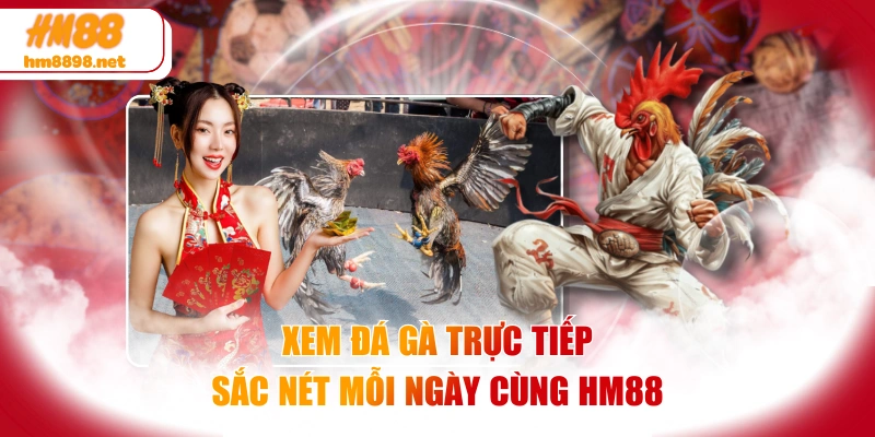 Xem Đá Gà Trực Tiếp Sắc Nét Mỗi Ngày Cùng HM88